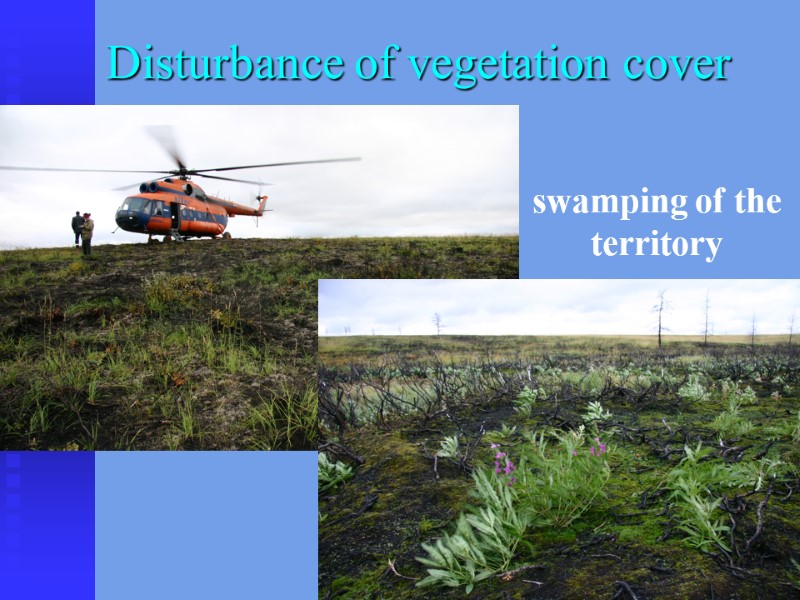 Disturbance of vegetation cover swamping of the territory